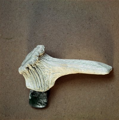 Prehistoria: hacha de piedra verde con mango de cuerno de ciervo de la cueva de Pollera (Finale Ligure), Liguria. Neolítico Medio, Edad de Piedra. Génova, Museo de Arqueología Ligure de Prehistoric Prehistoric