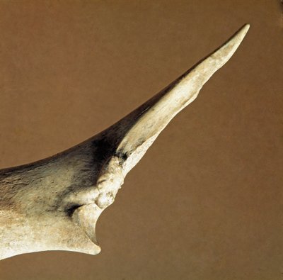 Prehistoria: cuchillo hecho de cúbito de res de la Necrópolis de Arene Candide (Finale Liguria), Liguria. Neolítico Inferior, Edad de Piedra. Génova, museo de arqueología ligur de Prehistoric Prehistoric