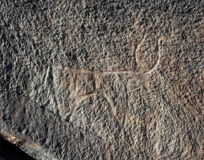 Prehistoria, arte rupestre: representación de un ganado (estilo Tazina) de Prehistoric Prehistoric