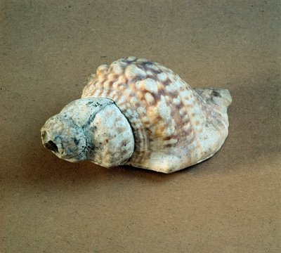Prehistoria: concha de Triton nodifer perforada, usada como silbato de Prehistoric Prehistoric