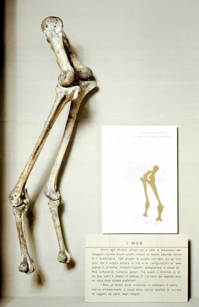 Prehistoria: esqueleto de las patas del Moa Dinornis, aves fósiles gigantes de Nueva Zelanda que no vuelan. Período Cretácico. Museo cívico de historia natural, Milán de Prehistoric Prehistoric