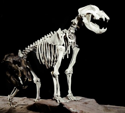 Prehistoria: esqueleto del oso de las cavernas (Ursus spelaeus) de las Cuevas del Bandito en Roaschia, Italia. Periodo del Pleistoceno. Museo cívico de historia natural, Milán de Prehistoric Prehistoric