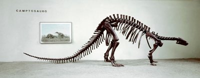 Prehistoria: esqueleto del dinosaurio camptosaurio (Camptosaurus Browni). Período del Jurásico Superior. Museo cívico de historia natural, Milán de Prehistoric Prehistoric