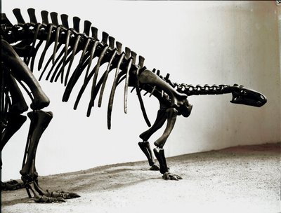 Prehistoria: esqueleto del dinosaurio camptosaurio (Camptosaurus Browni). Periodo del Jurásico Superior. Museo cívico de historia natural, Milán de Prehistoric Prehistoric