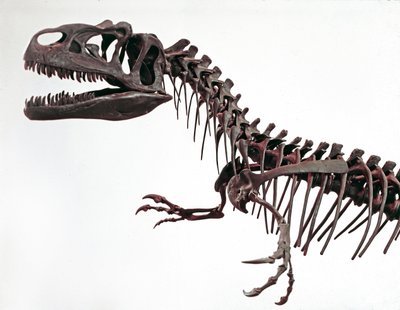 Prehistoria: esqueleto del dinosaurio Allosaurus fragilis. Período del Jurásico Superior de Prehistoric Prehistoric