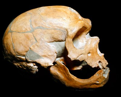 Prehistoria: cráneo del Hombre de la Capilla a los Santos de Prehistoric Prehistoric