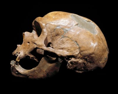 Prehistoria: cráneo del Hombre de la Capilla a los Santos, hombre de Neandertal de Prehistoric Prehistoric