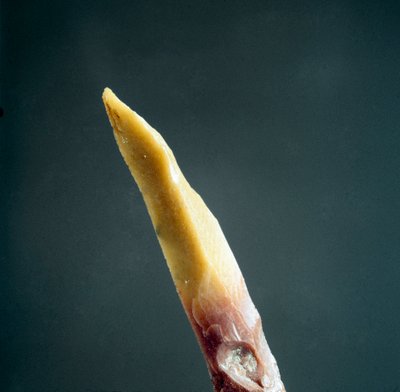 Prehistoria: punta de sílex de la Necrópolis de Arene Candide (Finale Liguria), Liguria. Paleolítico Superior, Edad de Piedra. Génova, Museo de Arqueología Ligure de Prehistoric Prehistoric