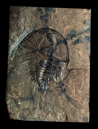 Prehistoria: trilobite fósil de Olenellus (artrópodo). Edad del Paleozoico, período del Cámbrico. Hallazgo en Utah, Estados Unidos de Prehistoric Prehistoric