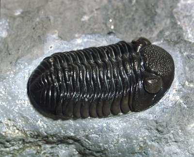 Prehistoria: fósil de trilobite Phacops Rana (artrópodo). Edad del Paleozoico, período Devónico. Encontrado en Ohio, Estados Unidos de Prehistoric Prehistoric