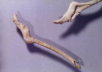 Prehistoria: dos propulsores llamados "al caballo saltarín" hechos en madera de reno. Período del Magdaleniense Medio. Saint Germain en Laye, Museo de Arqueología Nacional de Prehistoric Prehistoric