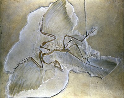 Las aves primitivas se llamaban Archaeopteryx. Se han encontrado fósiles completos en Baviera, en las lutitas del Jurásico Superior de Prehistoric Prehistoric