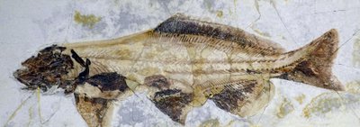 Huella fósil de esturión, Cretácico inferior (objeto) de Prehistoric Prehistoric