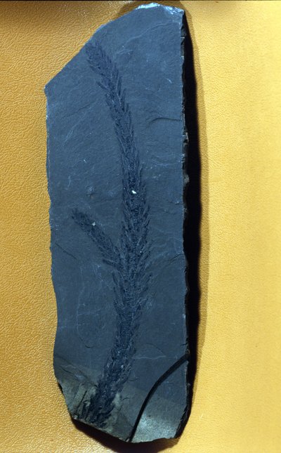 Prehistoria: Glyptolepsis keuperiana, fósil de conífera del período triásico superior, era mesozoica de Prehistoric Prehistoric