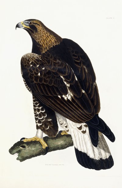 Un Águila Real Joven de Prideaux John Selby