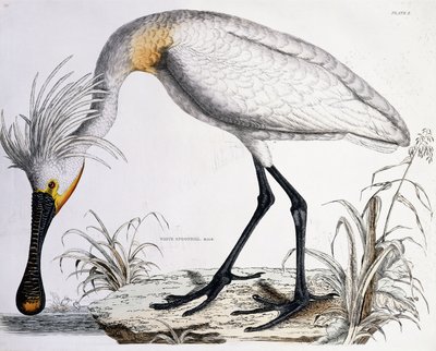 Espátula blanca, 1834 de Prideaux John Selby