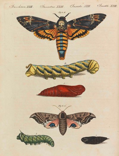 Libro de imágenes para niños Enciclopedia infantil de Friedrich Johann Justin Bertuch, 1798-1830 de Pupils of the Weimar Princely Free