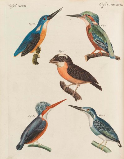 Libro de imágenes para niños, enciclopedia infantil de Friedrich Johann Justin Bertuch de Pupils of the Weimar Princely Free