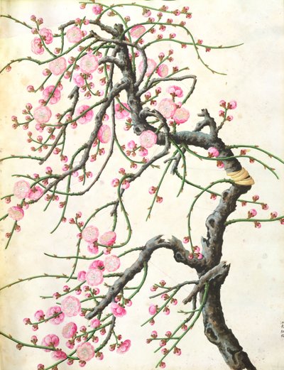 Flor de durazno de Qing Dynasty Chinese School