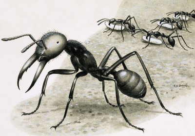 Hormigas de R.B. Davis
