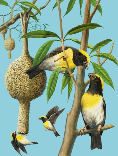 Pájaros que tejen de R.B. Davis