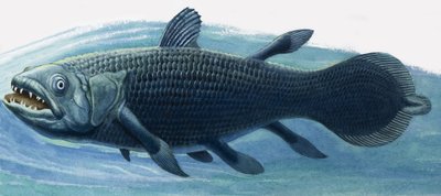 Coelacanth de R.B. Davis