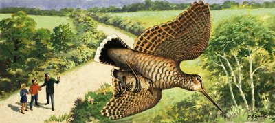 Mirando a la naturaleza: La becada de R.B. Davis