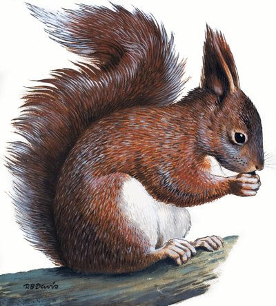 Ardilla roja (gouache sobre papel) de R.B. Davis