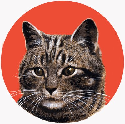 Gato atigrado, de "Treasure de R.B. Davis