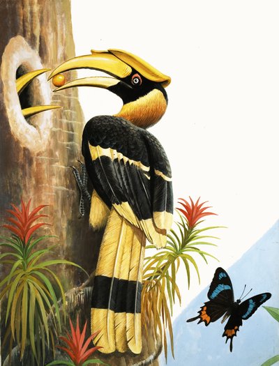 El cálao de R.B. Davis