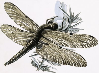 La libélula de R.B. Davis