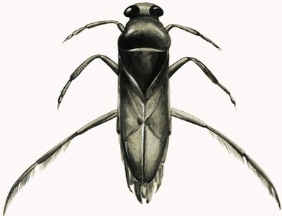 Water Boatman (gouache sobre papel) de R.B. Davis