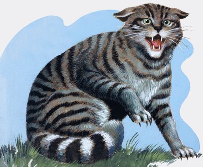 Gato salvaje, de "Treasure de R.B. Davis