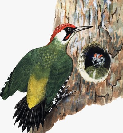 Pájaro carpintero y polluelo (gouache sobre papel) de R.B. Davis