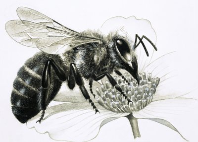 Abeja obrera recolectando néctar de la flor de R.B. Davis