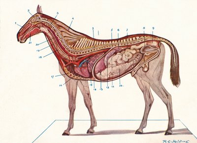 Sección vertical del cuerpo de un caballo, c1907 c1910 de RE Holding