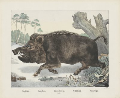 cinghiale / Sanglier. / Jabalí. / Mazo. / Jabalí. / Wild Wine (título sobre el objeto) de R. Schulz