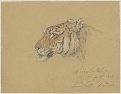 Cabeza de tigre de Raden Sarief Bastaman Saleh