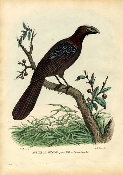 Ani, 1863-79 de Raimundo Petraroja