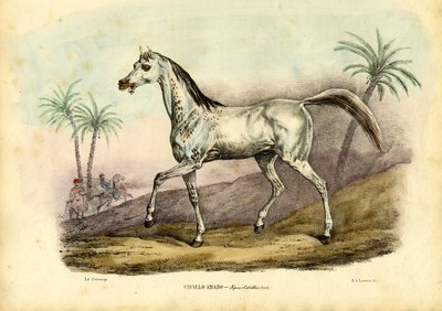 Caballo árabe, 1863-79 de Raimundo Petraroja
