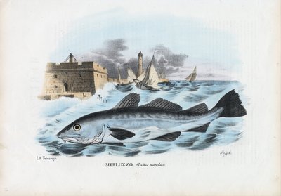 Bacalao Atlántico de Raimundo Petraroja
