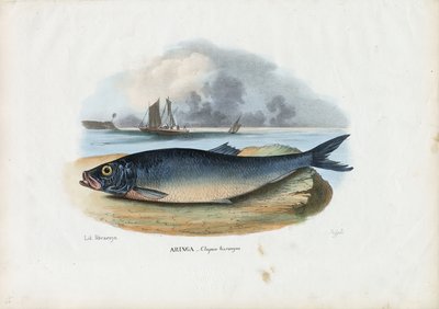 Arenque Atlántico, 1863-79 de Raimundo Petraroja
