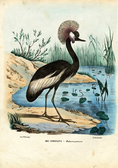 Grulla Coronada Negra, 1863-79 de Raimundo Petraroja