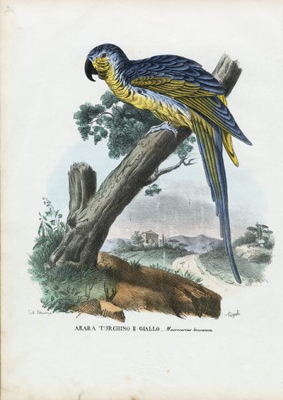Guacamayo Azul y Amarillo de Raimundo Petraroja