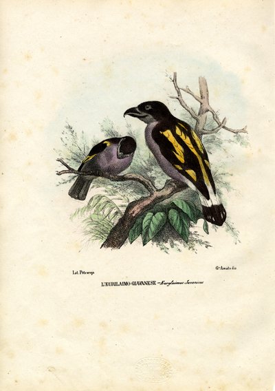 Broadbills, 1863-79 de Raimundo Petraroja