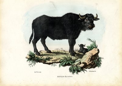 Búfalo, 1863-79 de Raimundo Petraroja