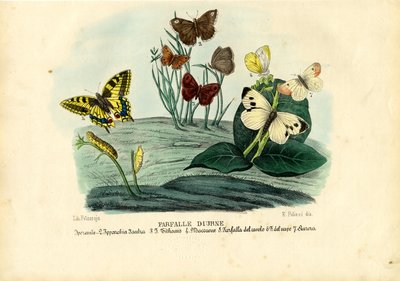 Mariposas, 1863-79 de Raimundo Petraroja