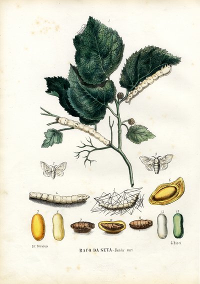 Mariposas, 1863-79 de Raimundo Petraroja