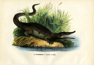 Caimán, 1863-79 de Raimundo Petraroja