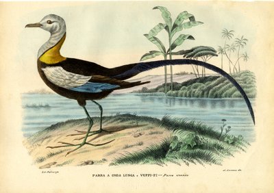 Jacana china, 1863-79 de Raimundo Petraroja